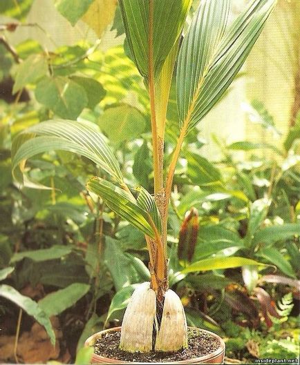 Cum acasă să crească o palmă de nucă de cocos