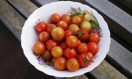 Як вибрати і правильно посадити помідори, мій сад і город
