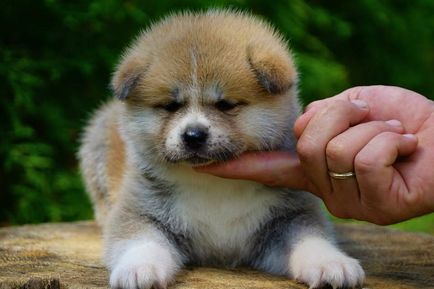 Hogyan válasszuk ki a kölyök Akita-kireykazoku (Shiba Inu) Hogyan válasszuk ki a kölyök Akita-kireykazoku