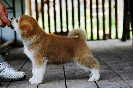 Hogyan válasszuk ki a kölyök Akita-kireykazoku (Shiba) Hogyan válasszuk ki a kölyök Akita-kireykazoku