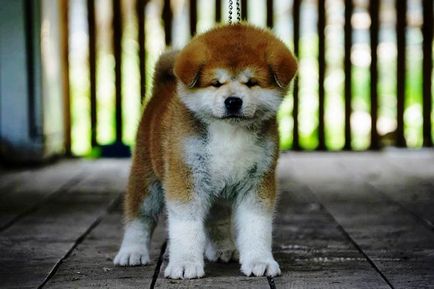 Cum sa alegi un catelus akita-inu-kireykazoku