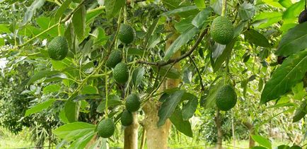 Як виростити авокадо в саду