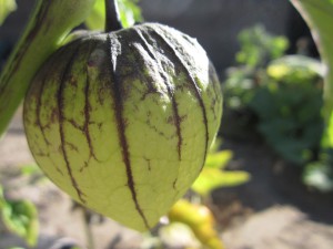 Cum să crești o legumă de legume ~ cumpărare, plantare și îngrijire pentru plante
