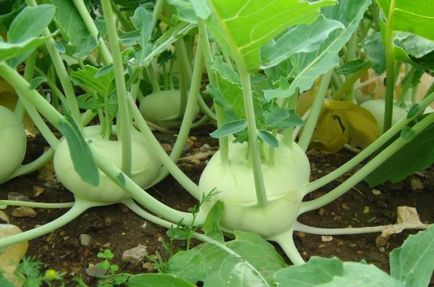 Cum să crească varza de kohlrabi de câteva ori pe sezon