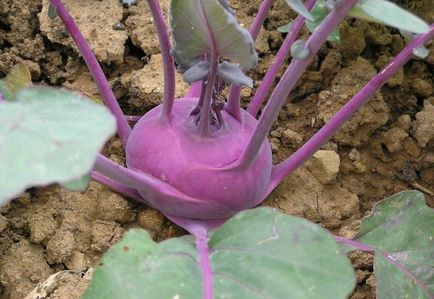 Cum să crească varza de kohlrabi de câteva ori pe sezon