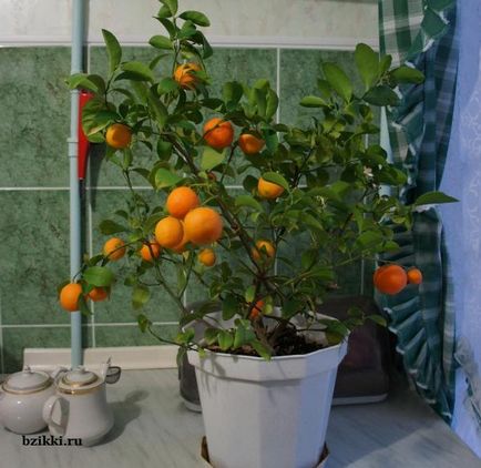 Hogyan Grow egy mandarin otthon, a másik furcsaság
