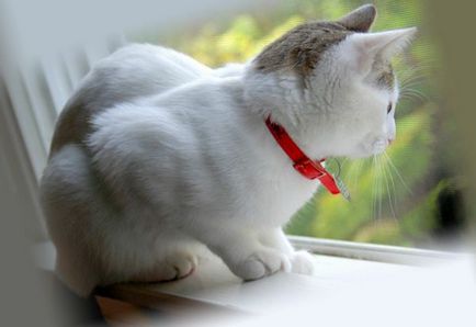Як вивести бліх у домашньої кішки - нашийники, спреї і шампуні