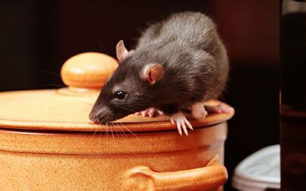 Cum să scoateți șoarecii din casă