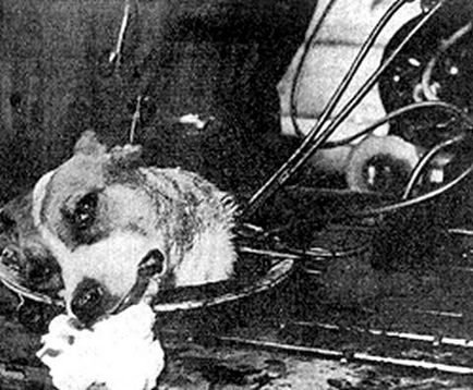 Ca și în Uniunea Sovietică animale animate - secretul proiectului Ca și în Uniunea Sovietică animale animate - secretul proiectului