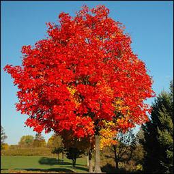 Канадський клен - дерево з безліччю ролей