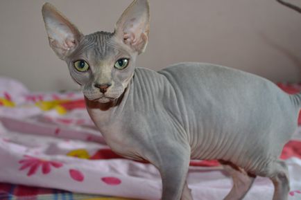 Pisica Sphynx canadiană reproduce fotografii