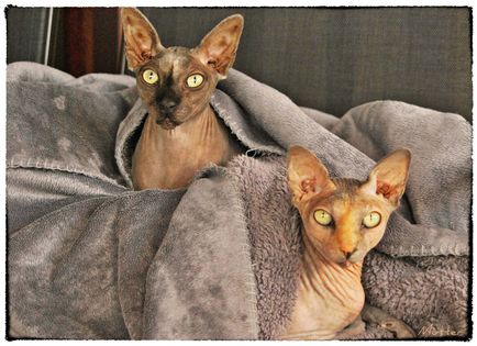 Pisica Sphynx canadiană reproduce fotografii