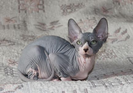 Pisica Sphynx canadiană reproduce fotografii