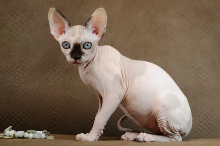 Канадський сфінкс фото породи кішок
