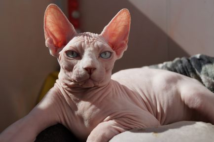 Pisica Sphynx canadiană reproduce fotografii