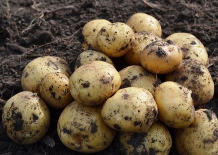 Картопля «Ласунок» - опис сорту, відгуки, вирощування і догляд