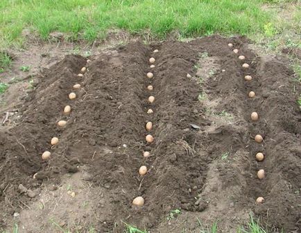 Картопля «Ласунок» - опис сорту, відгуки, вирощування і догляд