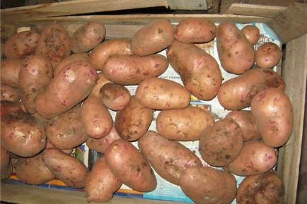 Cartofi - descrierea tiradei varietății, fotografii, caracteristicile randamentului cartofului