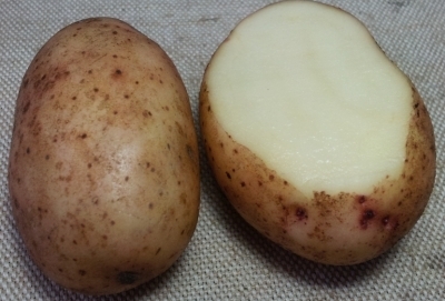 Картопля - Тірас опис сорту, фото, характеристики врожайності картоплі