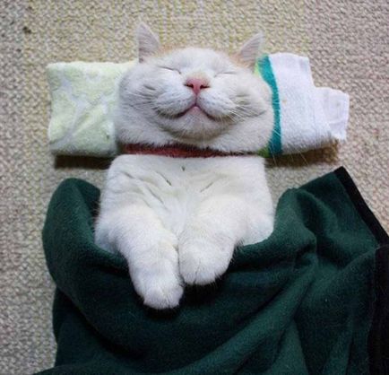 Toată lumea se relaxează cât de bine poate, dar pisica are cea mai bună odihnă; pisica relaxata in glorie