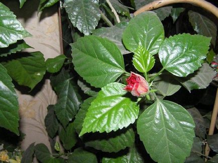 Chineză trandafir - hibiscus, fotografie de flori și descrierea detaliată a acesteia, caracteristici de plantare și îngrijire în