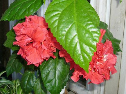 Chineză trandafir - hibiscus, fotografie de flori și descrierea detaliată a acesteia, caracteristici de plantare și îngrijire în