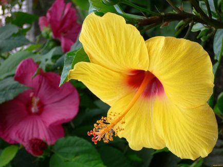 Chineză trandafir - hibiscus, fotografie de flori și descrierea detaliată a acesteia, caracteristici de plantare și îngrijire în