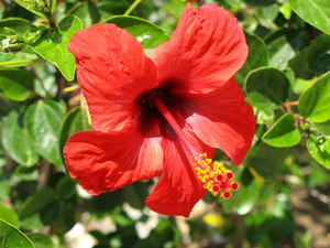 Chineză trandafir - hibiscus, fotografie de flori și descrierea detaliată a acesteia, caracteristici de plantare și îngrijire în