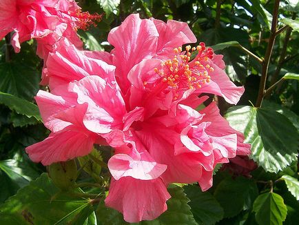 Chineză trandafir - hibiscus, fotografie de flori și descrierea detaliată a acesteia, caracteristici de plantare și îngrijire în