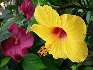 Chineză trandafir - hibiscus, fotografie de flori și descrierea detaliată a acesteia, caracteristici de plantare și îngrijire în