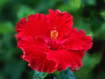 Chineză trandafir - hibiscus, fotografie de flori și descrierea detaliată a acesteia, caracteristici de plantare și îngrijire în