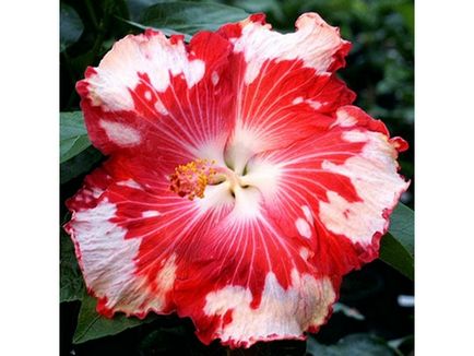 Chineză trandafir - hibiscus, fotografie de flori și descrierea detaliată a acesteia, caracteristici de plantare și îngrijire în