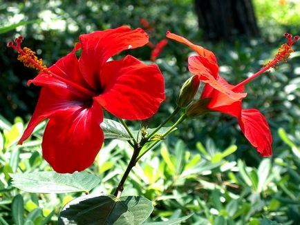 Chineză trandafir - hibiscus, fotografie de flori și descrierea detaliată a acesteia, caracteristici de plantare și îngrijire în