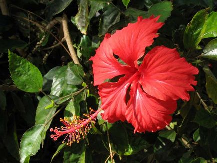 Chineză trandafir - hibiscus, fotografie de flori și descrierea detaliată a acesteia, caracteristici de plantare și îngrijire în