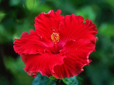 Chineză trandafir - hibiscus, fotografie de flori și descrierea detaliată a acesteia, caracteristici de plantare și îngrijire în