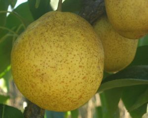 Китайські груші - сорти з докладними характеристиками, користь і шкода низькокалорійного фрукта