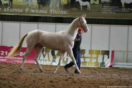 Câine rău - vizualizarea temei - virtual stud - valea solară