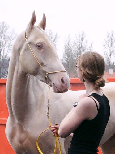 Câine rău - vizualizarea temei - virtual stud - vale solare