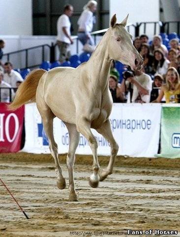 Câine rău - vizualizarea temei - virtual stud - vale solare