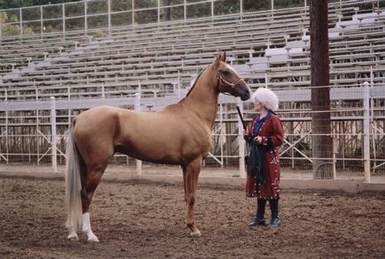 Câine rău - vizualizarea temei - virtual stud - vale solare