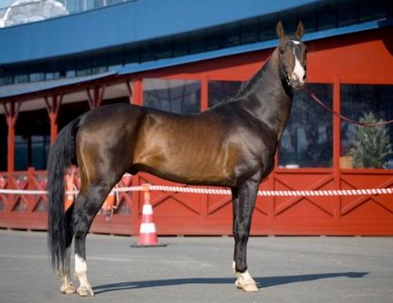 Câine rău - vizualizarea temei - virtual stud - vale solare