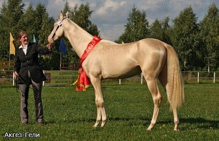 Класний пес - перегляд теми - віртуальний конезавод - сонячна долина