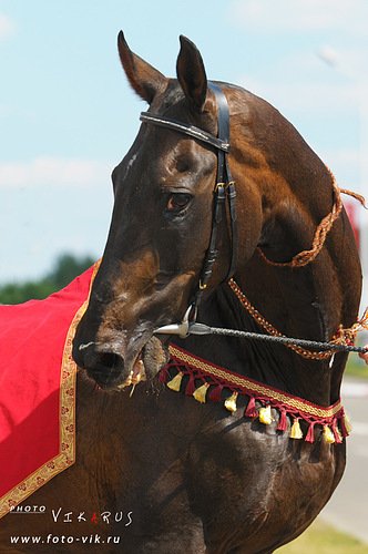 Câine rău - vizualizarea temei - virtual stud - vale solare