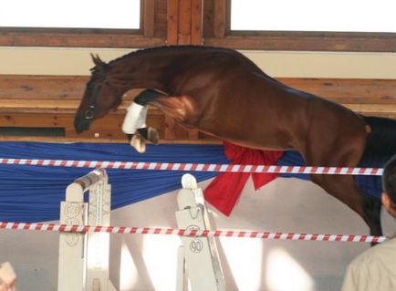 Câine rău - vizualizarea temei - virtual stud - valea solară