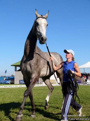 Câine rău - vizualizarea temei - virtual stud - vale solare