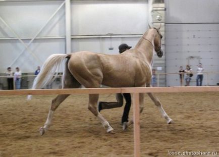 Câine rău - vizualizarea temei - virtual stud - vale solare