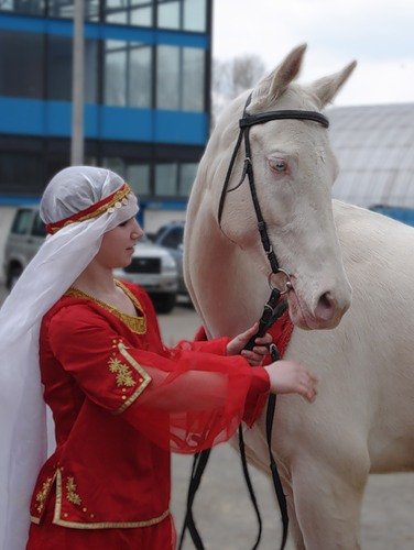 Câine rău - vizualizarea temei - virtual stud - valea solară