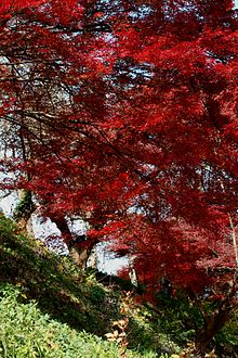 Acer palmatum (dvupilchatym széle járókerekek magvak) Acer palmatum