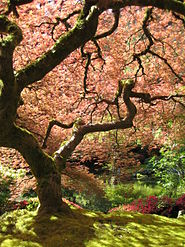 Acer palmatum (dvupilchatym széle járókerekek magvak) Acer palmatum
