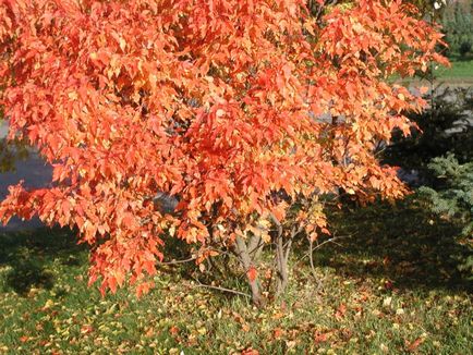 Maple hinnal - grădină acră